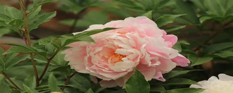 Paeonia Lactiflora.png